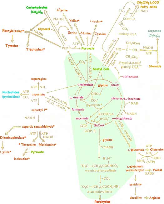 biosynthesis diagram