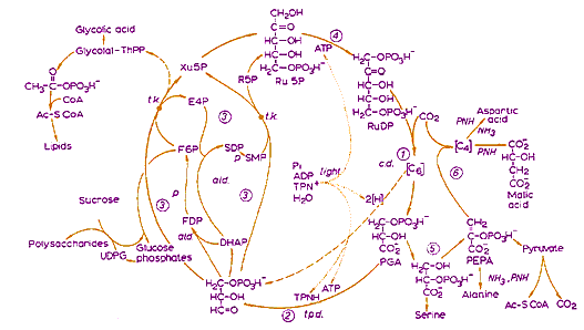 photosynthesis cycle
