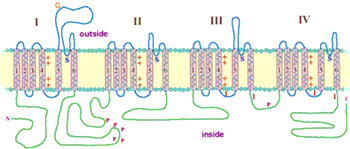 sodium channel proteins