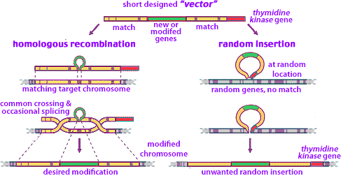 gene recombination