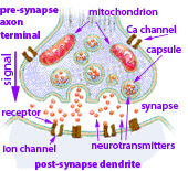 basic synapse
