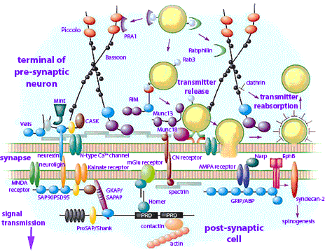 synapse complex